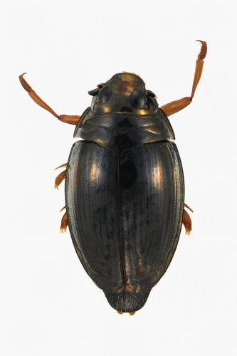Gyrinus urinator